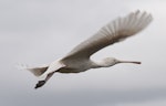 Yellow-billed spoonbill. Adult in flight. Herdsman Lake, Perth, Western Australia, October 2013. Image © Philip Griffin by Philip Griffin.
