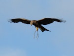 Black kite. Adult carrying stick (which it would drop and then swoop down and catch). Oram Road, Meremere, December 2016. Image © Scott Brooks (ourspot) by Scott Brooks.