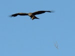 Black kite. Adult dropping stick (which it then swoop down to catch). Oram Road, Meremere, December 2016. Image © Scott Brooks (ourspot) by Scott Brooks.