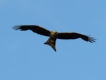 Black kite. Adult quartering. Oram Road, Meremere, December 2016. Image © Scott Brooks (ourspot) by Scott Brooks.