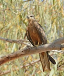 Black kite. Adult perched. Kimberley, Western Australia, August 2018. Image © Glenn Pure 2018 birdlifephotography.org.au by Glenn Pure.