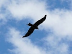 Black kite. Ventral flight silhouette. Renwick, January 2013. Image © Alan Tennyson by Alan Tennyson.