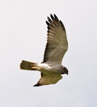 Swamp harrier | Kāhu. Pale adult male in flight. Sandy Bay, Whangarei, December 2013. Image © Malcolm Pullman by Malcolm Pullman.