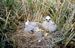 Swamp harrier | Kāhu. Chicks in nest. Whangaehu River estuary, February 1996. Image © Ormond Torr by Ormond Torr.