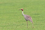 Unidentified crane. Adult sarus crane. Atherton, Queensland, December 2018. Image © William Betts 2019 birdlifephotography.org.au by William Betts.