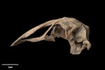 South Island adzebill | Ngutu hahau. Skull (lateral). Te Papa S.023264. Herbert. Image © Te Papa by Te Papa.