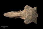 South Island adzebill | Ngutu hahau. Skull (dorsal). Te Papa S.023264. Herbert. Image © Te Papa by Te Papa.