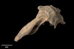 South Island adzebill | Ngutu hahau. Skull (oblique). Te Papa S.023264. Herbert. Image © Te Papa by Te Papa.