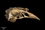 South Island adzebill | Ngutu hahau. Skull (lateral). Te Papa S.038212. Megamania Cave, Gunner River, Northwest Nelson, January 1999. Image © Te Papa by Te Papa.