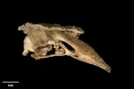 South Island adzebill | Ngutu hahau. Skull (oblique). Te Papa S.038212. Megamania Cave, Gunner River, Northwest Nelson, January 1999. Image © Te Papa by Te Papa.