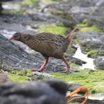 Weka | New Zealand Birds Online