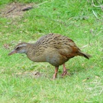 Weka | New Zealand Birds Online