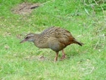 Weka. Buff weka adult. Chatham Island, Near Taiko camp, November 2007. Image © Graeme Taylor by Graeme Taylor.