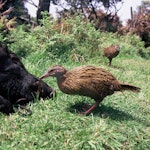 Weka | New Zealand Birds Online