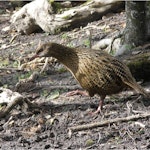 Weka | New Zealand Birds Online