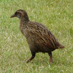 Weka | New Zealand Birds Online