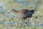 Spotless crake | Pūweto. Adult foraging. Pauatahanui Inlet, February 2019. Image © Imogen Warren by Imogen Warren.
