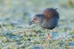 Spotless crake | Pūweto. Adult foraging. Pauatahanui Inlet, February 2019. Image © Imogen Warren by Imogen Warren.
