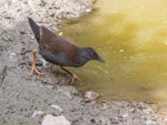 Spotless crake | Pūweto. Adult in open. Tiritiri Matangi Island, February 2012. Image © Martin Sanders by Martin Sanders.