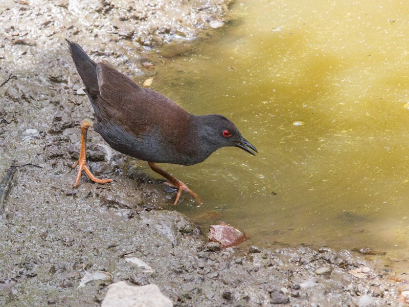 Spotless crake | Pūweto. Adult in open. Tiritiri Matangi Island, February 2012. Image © Martin Sanders by Martin Sanders.