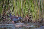 Spotless crake | Pūweto. Adult foraging at lake margin. Lake Okareka, July 2016. Image © Tony Whitehead by Tony Whitehead.