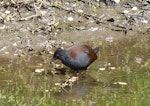 Spotless crake | Pūweto. Adult. Tiritiri Matangi Island, January 2010. Image © Kay Milton by Kay Milton.