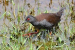 Spotless crake | Pūweto. Adult hunting insects. Pauatahanui Inlet, November 2022. Image © Paul Le Roy by Paul Le Roy.