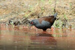 Spotless crake | Pūweto. Adult searching for food. Tiritiri Matangi, October 2015. Image © Oscar Thomas by Oscar Thomas.
