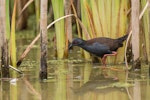 Spotless crake | Pūweto. Adult foraging. Pauatahanui Inlet, Porirua, January 2019. Image © Lisa Fraser by Lisa Fraser.