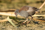 Spotless crake | Pūweto. Adult foraging. Pauatahanui Inlet, February 2019. Image © Imogen Warren by Imogen Warren.
