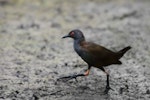 Spotless crake | Pūweto. Adult in mud. Okoromai Bay, Whangaparaoa, January 2017. Image © Oscar Thomas by Oscar Thomas.