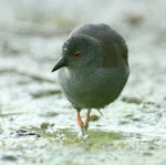 Spotless crake | Pūweto. Adult foraging. Pauatahanui Inlet, Wellington, February 2019. Image © Kate Beer by Kate Beer.