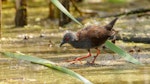 Spotless crake | Pūweto. Adult foraging. Pauatahanui Inlet, January 2019. Image © Roger Smith by Roger Smith.