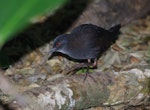 Spotless crake | Pūweto. Juvenile. Aorangi Island, Poor Knights Islands, February 2013. Image © Colin Miskelly by Colin Miskelly.