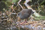 Spotless crake | Pūweto. Immature. North-east dam, Tiritiri Matangi Island, October 2015. Image © Oscar Thomas by Oscar Thomas.