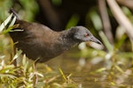 Spotless crake | Pūweto. Immature. Tiritiri Matangi Island, December 2014. Image © Bartek Wypych by Bartek Wypych.