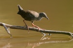 Spotless crake | Pūweto. Immature. Tiritiri Matangi Island, December 2014. Image © Bartek Wypych by Bartek Wypych.