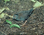 Spotless crake | Pūweto. Juvenile. Aorangi Island, Poor Knights Islands, March 1985. Image © Department of Conservation (image ref: 10028866) by Rod Morris, Department of Conservation.