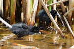 Spotless crake | Pūweto. Chick feeding. Pauatahanui Inlet, November 2022. Image © Paul Le Roy by Pau Le Roy.