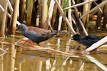 Spotless crake | Pūweto. Adult and chick. Pauatahanui Inlet, November 2022. Image © Paul Le Roy by Paul Le Roy.