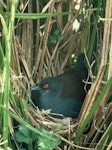 Spotless crake | Pūweto. Adult on nest. Image © Department of Conservation (image ref: 10028318) by Geoff Moon, Department of Conservation.