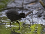 Spotless crake | Pūweto. Chick. Melbourne, Victoria, Australia, January 2009. Image © Sonja Ross by Sonja Ross.