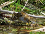 Marsh crake | Kotoreke. Adult. Lake Aviemore, March 2015. Image © David Saunders by David Saunders.