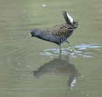 Australian crake. Adult wading in shallow muddy water. Laratinga Wetlands, near Adelaide, South Australia, April 2009. Image © Philip Griffin by Philip Griffin.