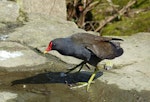 Common moorhen. Adult (subspecies chloropus). Crystal Palace, London, April 2018. Image © Alan Tennyson by Alan Tennyson.