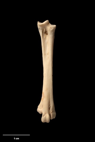 Hodgens' waterhen. Left tarsometatarsus. Te Papa S.025594. Honeycomb Hill Caves, Northwest Nelson, January 1988. Image © Te Papa.