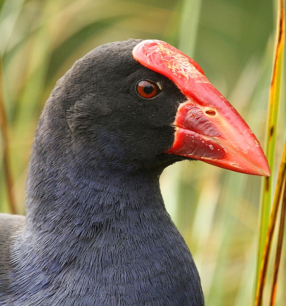 Pukeko Labels Pūkeko | Pukeko | New Zealand Birds Online