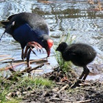 Pukeko Labels Pūkeko | Pukeko | New Zealand Birds Online