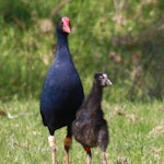 Pukeko Range Pūkeko | Pukeko | New Zealand Birds Online