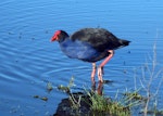 Pūkeko | Pukeko. Adult wading. Christchurch, July 2012. Image © James Mortimer by James Mortimer.